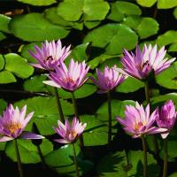 /photo/659201/大家好/water lilies_1_1_small.jpg